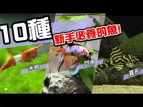 養什麼魚最好養|2024年最受歡迎觀賞魚